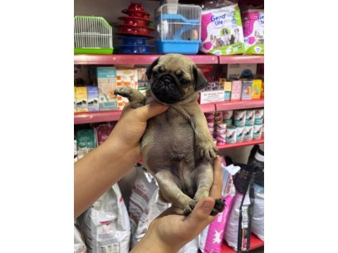 0 burun pug mops yavrularım hazır
