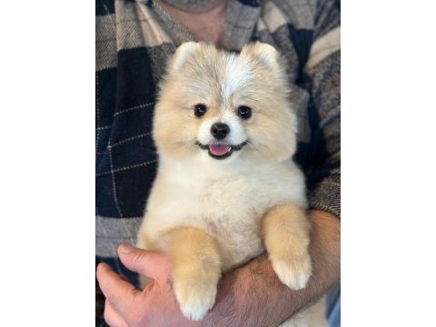 Pomerian boo erkek