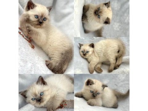 Blue point erkek yavru kedimiz