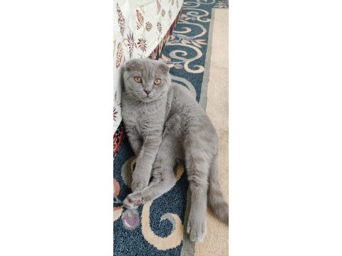 3 aylık eğitimli scottish fold