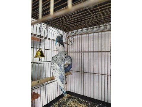 Jumbo muhabbet ve yerli muhabbet kuşlarım varıdır