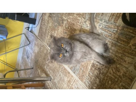 Oyun sever dost canlısı british shorthair için yuva arıyoruz