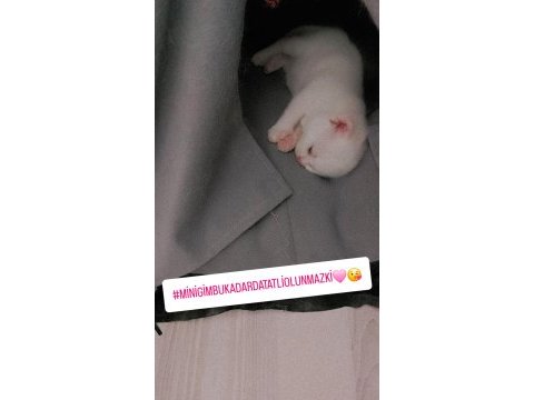 Yeni scottish fold yavrularımıza sevgi dolu bir yuva