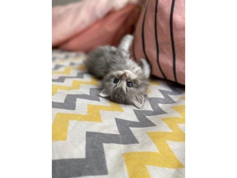 British longhair 3 aylık