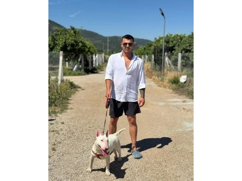 Damızlık bull terrier köpekler