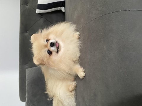 Teddy bear yurtdışı girişli pomeranian