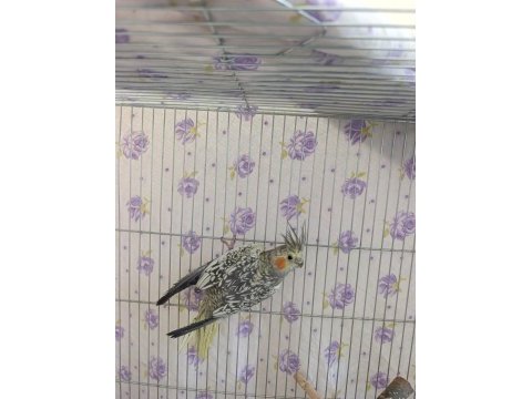 Dişi sultan papağanı 1 yaşında