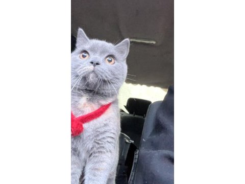 9 aylık dişi british shorthair