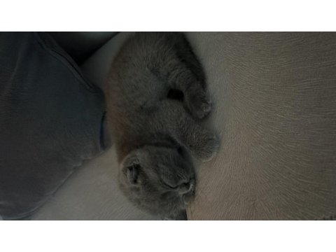 Ücretsiz scottish fold sahiplendiriyorum