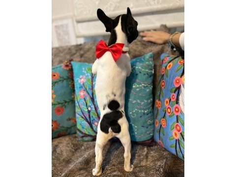 Safkan yakışıklı french bulldog