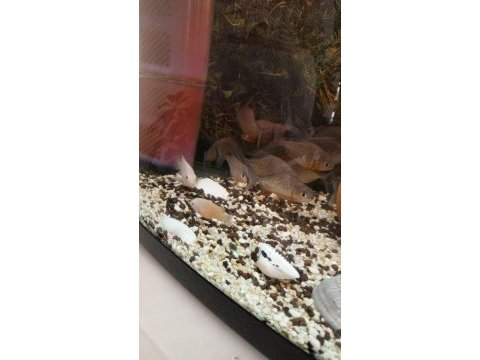 Hobiciden hobiciye 16 adet sağlıklı pirana