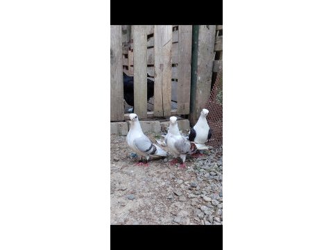 3 adet top kafa sıfır gaga bango 1 adet hünkari güvercin