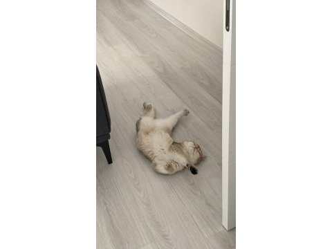 British shorthair golden 2 yaşında