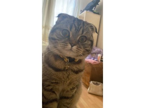 Bir yaşına yeni girmiş scottish fold kızımıza eş arıyoruz