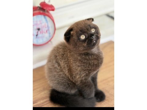 Scottish fold ev ortamından