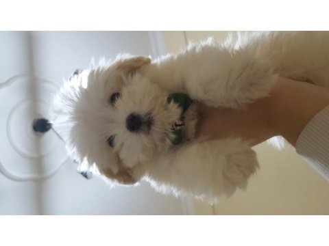 A kalite maltipoo yavrular
