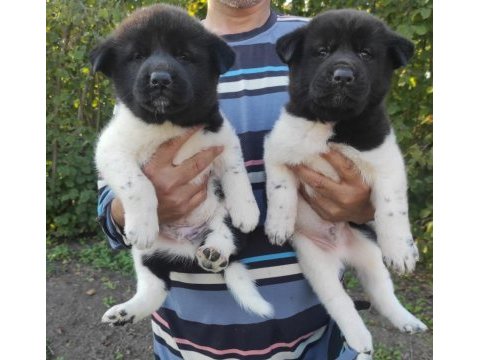 Amerikan akita yavrularımız yeni sahibini arıyor