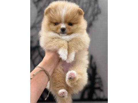 Party colour dişi pomeranian
