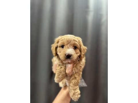 Mini boy maltipoo bebekler