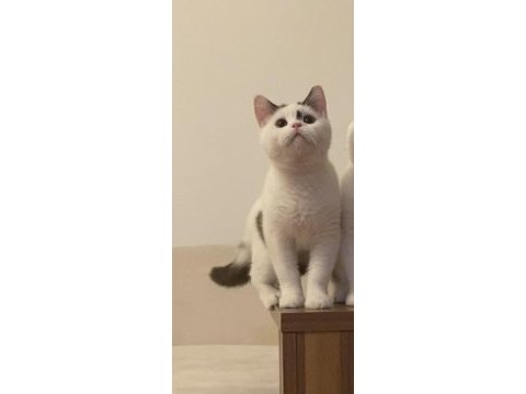 Ücretsiz british shorthair chocolatte van