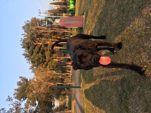 Cane corso 10 aylık