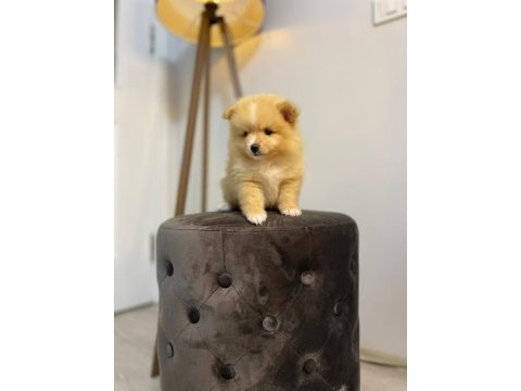 41 günlük pomeranian yavrularımız anne baba orjinal