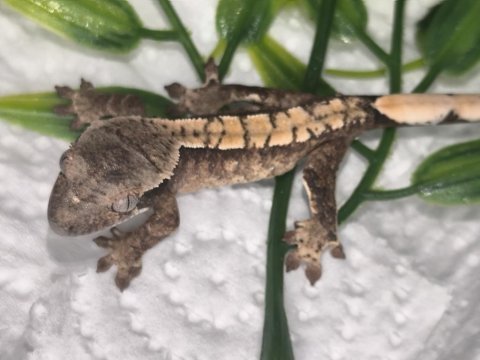Kaliteli crested gecko yavruları