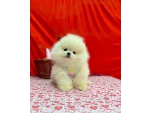 Patilivosvos pamuk şekerleri pomeranian köpekler