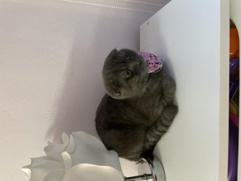 5 aylık dişi aşıları yapıldı sakin oyuncu