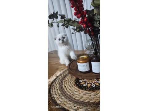 Yavru 2 aylık british shorthair