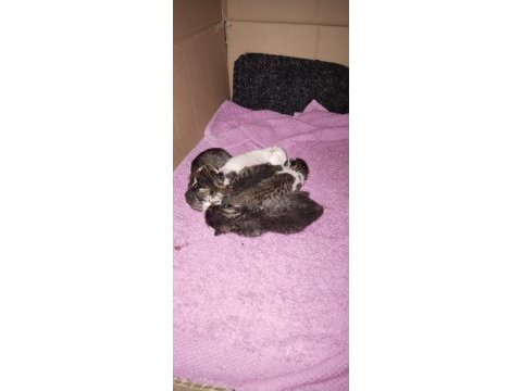 4 yavru tekir ücretsiz sahiplendirilecektir