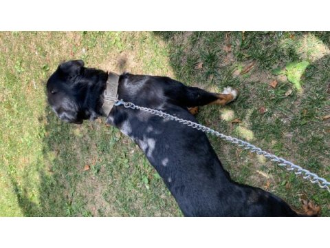 2 yaşında rottweiler erkek