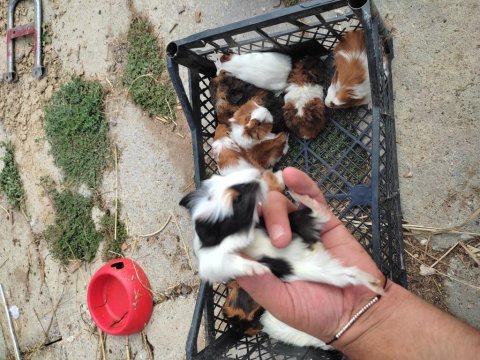 Safkandırlar guinea pig