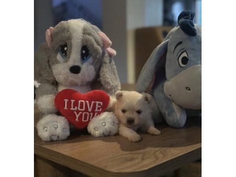 Şirinliği ile büyüleyen pomeranian boo yavrular