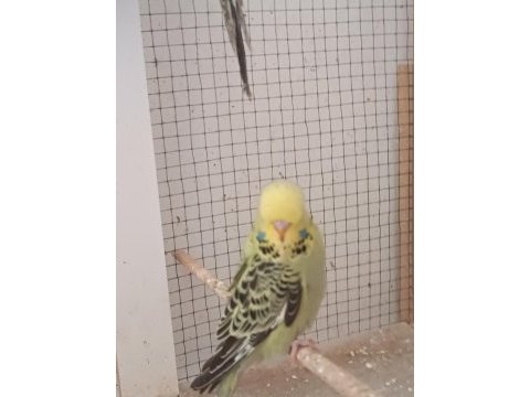 Show jumbo muhabbet kuşu yavrular