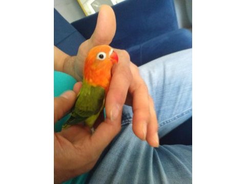 Yavru cennet papağanı green opalin