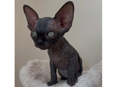 Black sphynx yavruları ozyfelines