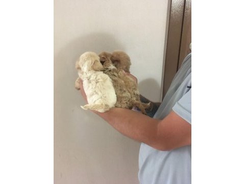 Mükemmel kalitede maltipoo yavrularımız