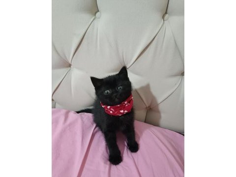 Siyah yeşilgözlü erkek 3 aylık adana bombay