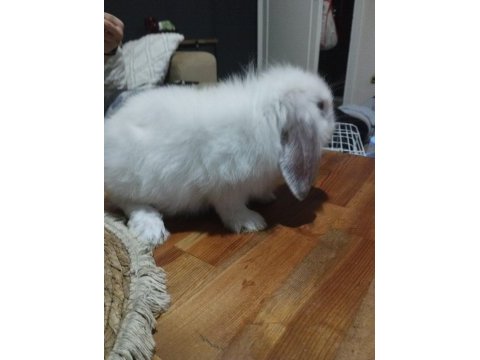 Lop tavşanı fırsat