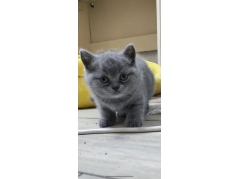 Yeni yuvaları için hazır kediler