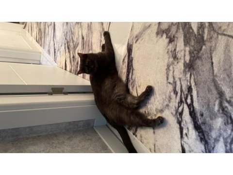 16 aylık british shorthair ücretsiz sahiplendirme
