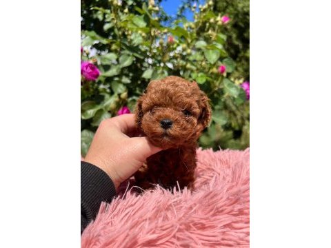 Teacup kore poodle yavrular