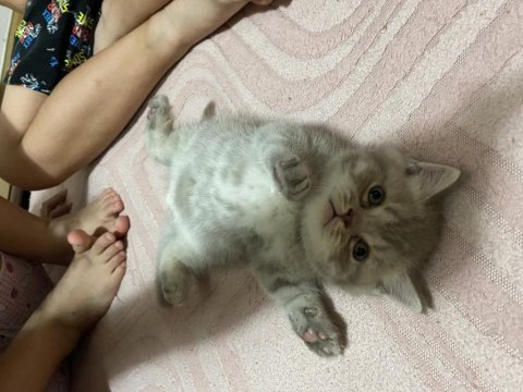 14 mayıs doğumlu british shorthair
