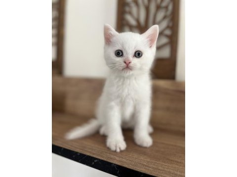 Orjinal ırkta, nadir bulunan bir cins british shorthair