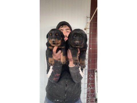 Üst kalite orjinal rottweiler yavruları