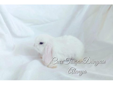 Cüce lop / miniatur lop cüce tavşan çiftliği alanya