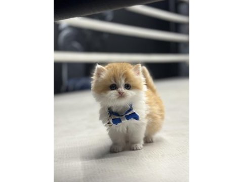 Show kalite british longhair bi color