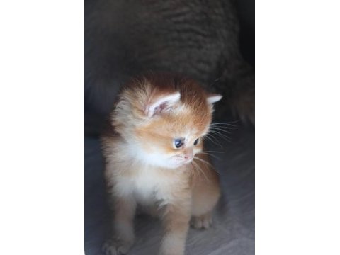 British shorthair kedisi
