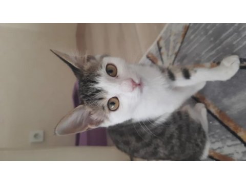 Kedi mila